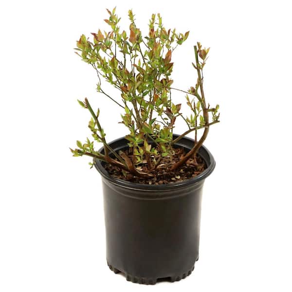1 Gal. Bushel and Berry Sapphire Cascade Hanging Blueberry Live Plant