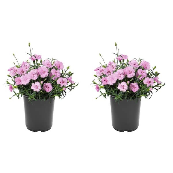 Unbranded 2.5QT Carnation Everlast Lavender Perennial Plant with Light-Pink Flowers - 2 Pack