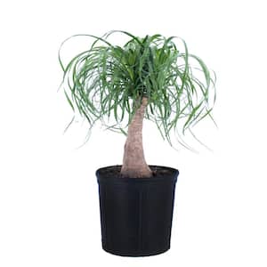 Ponytail Palm Beaucarnea recurvata Live Houseplant in 9.25 in. Grower Pot