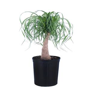 Elephant's Foot Live Indoor Ponytail Palm Houseplant Shipped in 9.25 in. Grower Pot 22 in. - 26 in. Tall