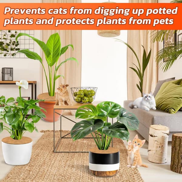 money tree amazon 5-7ft Tall Money Tree: Good Luck and Great Looks – Dahing Plants main image 1