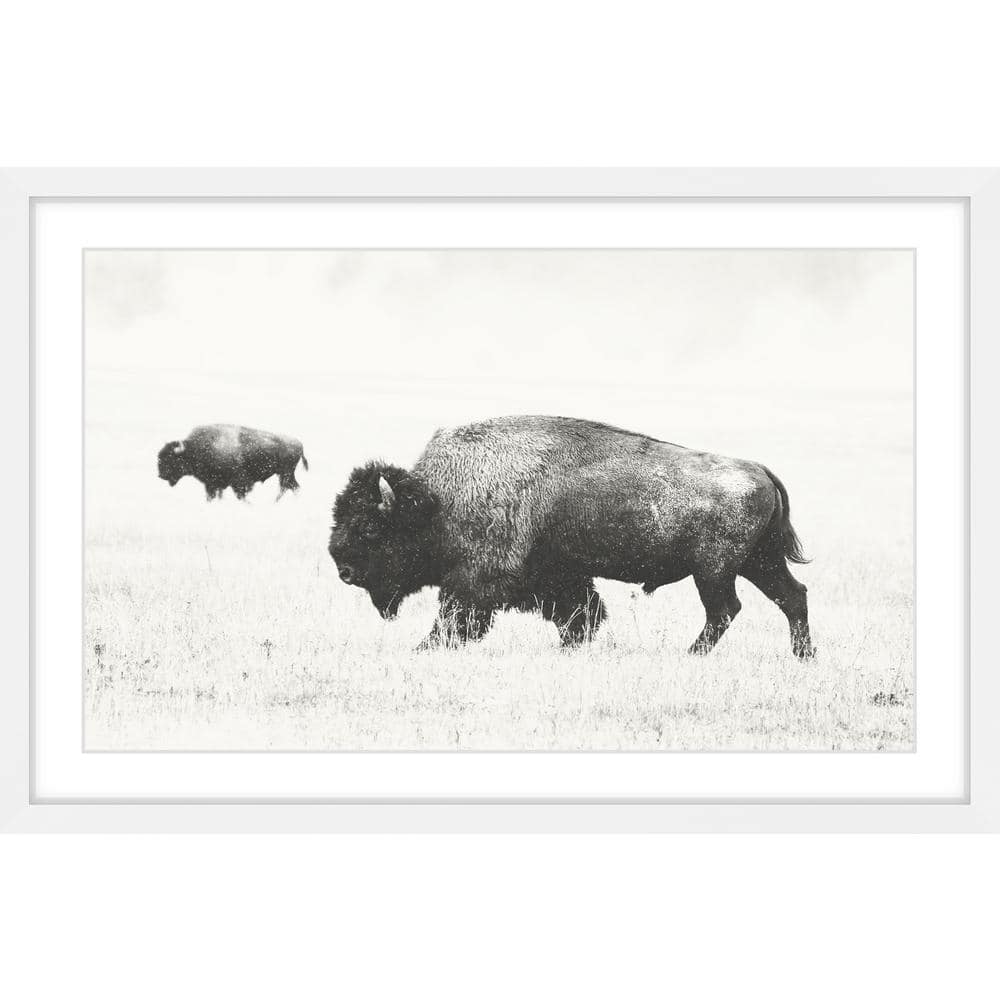 Buffalo Pair Black and White Framed Canvas Print, 16" x 24"