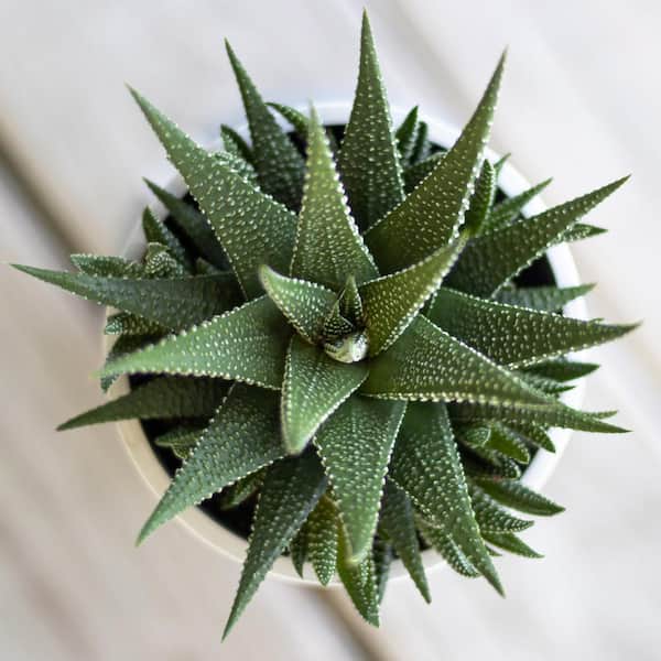 is the zz plant poisonous Zamioculcas Zamiifolia 'ZZ'