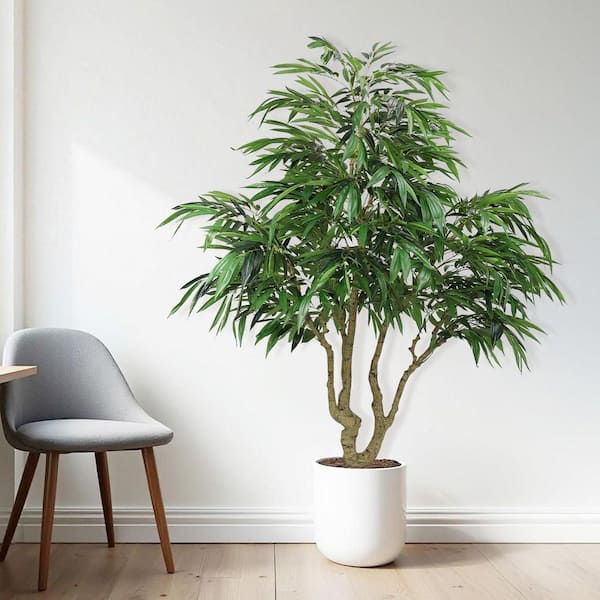 palm plants indoor Majesty Palm