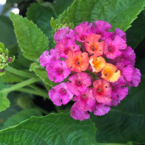 Vigoro Lantana Annual Plant with Pink Flowers (5-Pack)