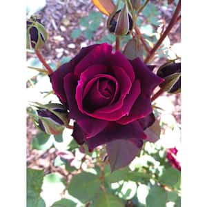 2 Gal. Echo Brindabella Roses Crimson Knight Plant with Fragrant Double Red Flowers