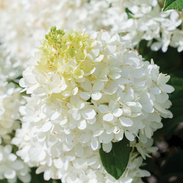 3 gal. Hydrangea Sweet Starlight Shrub with White and Pink Flowers