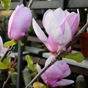 #5 Pot Pink Flowering Alexandrina Japanese Magnolia Tree