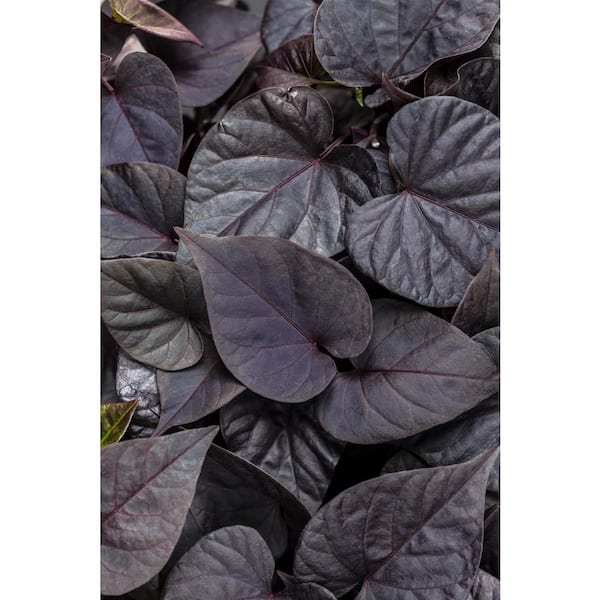 PROVEN WINNERS 4.25 in. Eco+Grande Sweet Caroline Sweetheart Jet Black Sweet Potato Vine (Ipomoea) Live Plant, Purple Foliage (4-Pack)