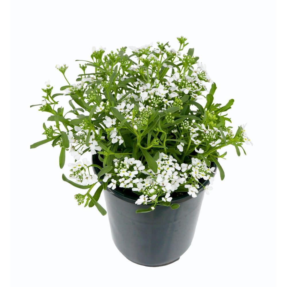 Perennial Iberis White 2.5 Qt.
