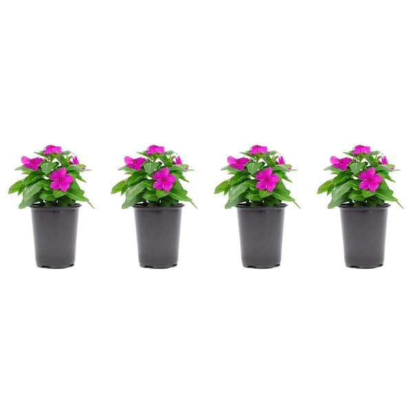 1.38 Pt. Vinca Cora Periwinkle Plant Orchid Purple Flowers in 4.5 in. Grower's Pot (4-Plants)