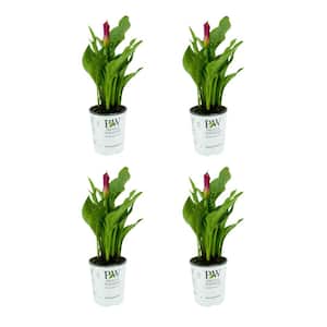 2.5 qt. Perennial Calla Lily Be My First Love (4-Pack)
