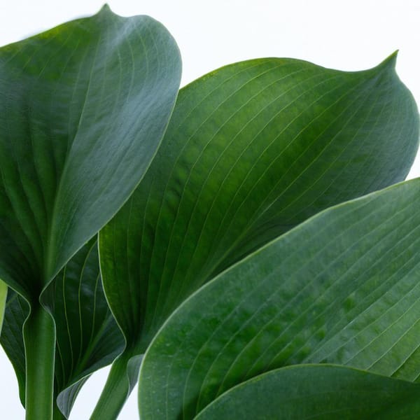 2 Qt. Blue Angel Hosta Perennial Plant (3-Pack)