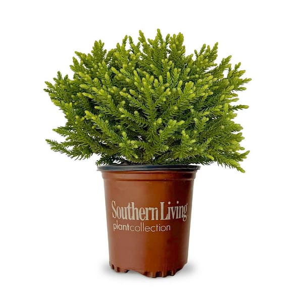 SOUTHERN LIVING 2.5 Qt. Dragon Prince Cryptomeria (Dwarf Japanese Cedar) Shrub with uniquely textured evergreen foliage