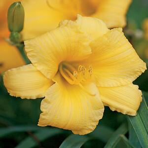 2.5 Qt. Breeze Sunny Yellow Daylily Plant