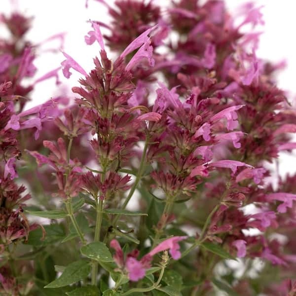 national PLANT NETWORK 4 in. Agastache 3-N-1 Summerlong Hummingbird Mint Perennial Plant with Multicolor Flowers (3-Pack)