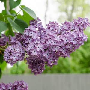 4 in. Pot, Old-Fashioned Lilac (Syringa), Live Deciduous Flowering Shrub (1-Pack)