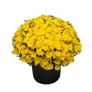 3 Qt. Chrysanthemum (Mum) Plant with Yellow Flowers