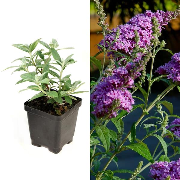 national PLANT NETWORK 3.25 in. Regal Buddleia Shrub Collection with Multi-color Flowers (4-Pack)