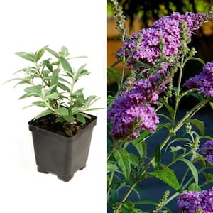 3.25 in. Regal Buddleia Shrub Collection with Multi-color Flowers (4-Pack)