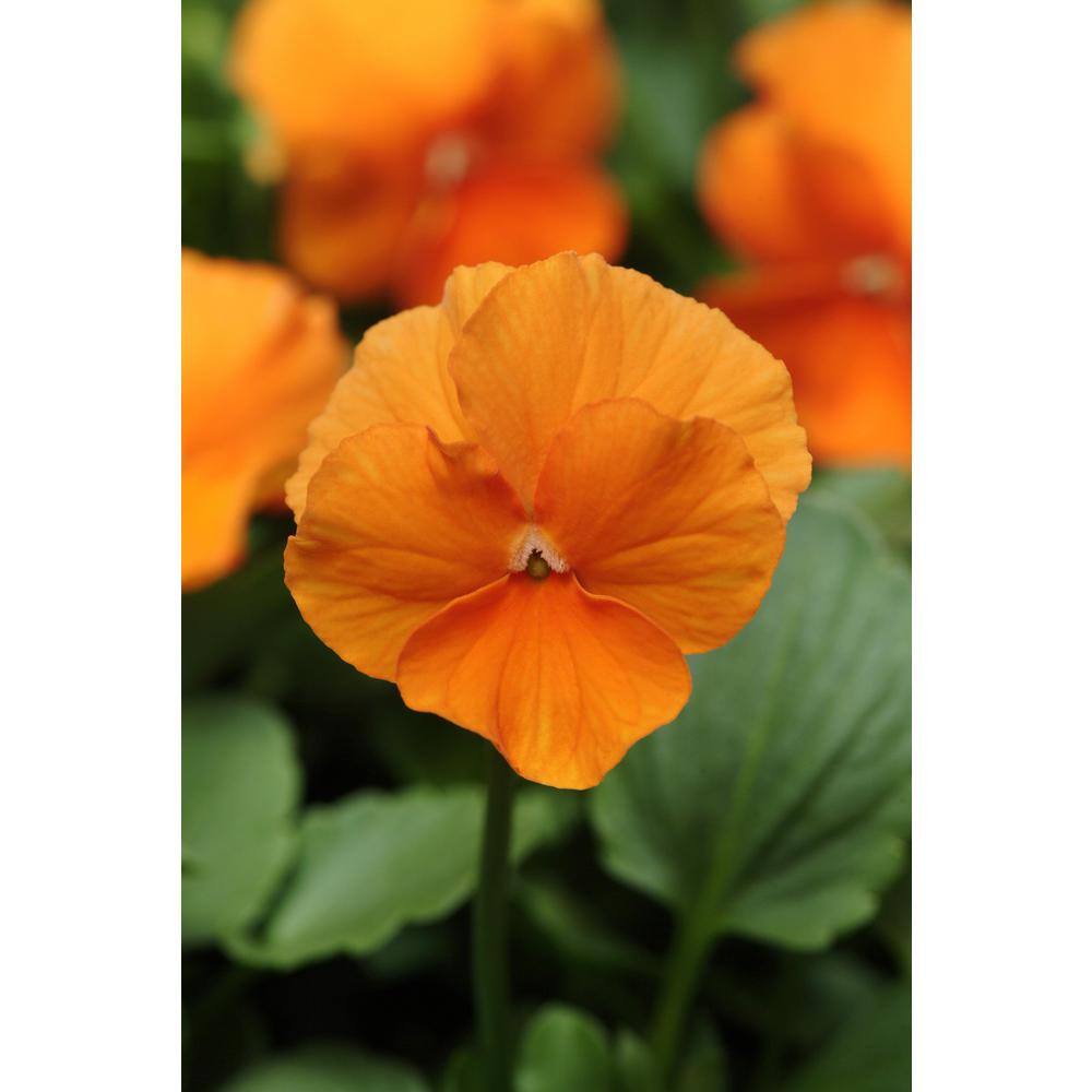 BELL NURSERY 4 in. Orange Pansy Annual Live Plant, Orange Flowers (8