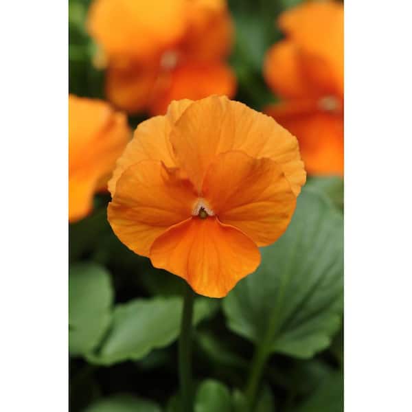 BELL NURSERY 4 in. Orange Pansy Annual Live Plant, Orange Flowers (8-Pack)
