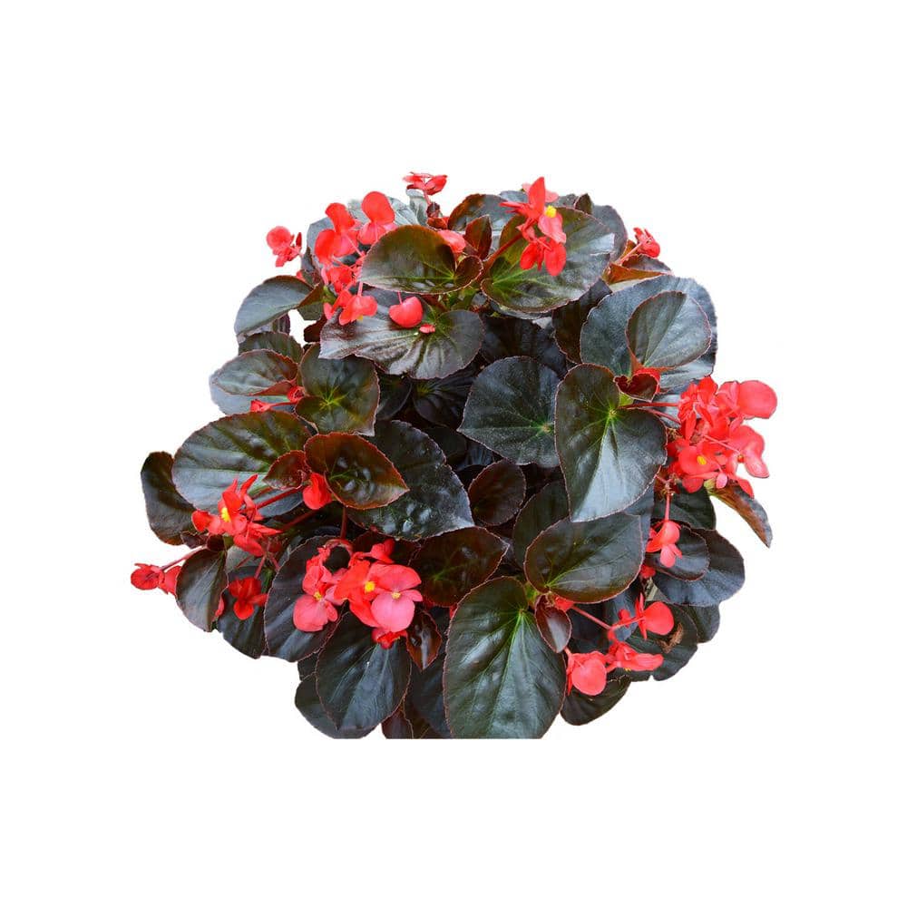 Drop N Decorate Plug N Plant Begonia Combo 006307 - The Home Depot