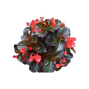 Drop N Decorate Plug N Plant Begonia Combo