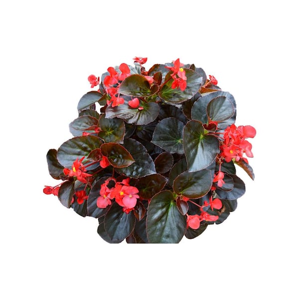 Unbranded Drop N Decorate Plug N Plant Begonia Combo