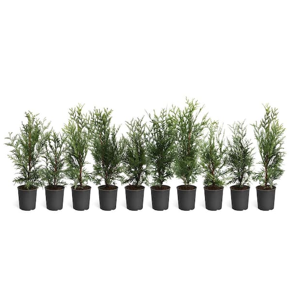 Brighter Blooms 1 ft. to 2 ft. Thuja Green Giant Evergreen Tree (10-Pack)