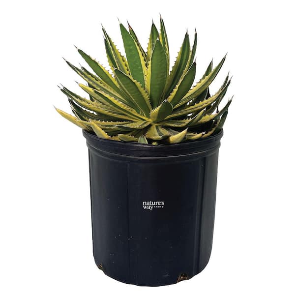 Agave Quadricolor Var Shrub Outdoor Live Plant (25-30 in. Tall) in Grower Pot