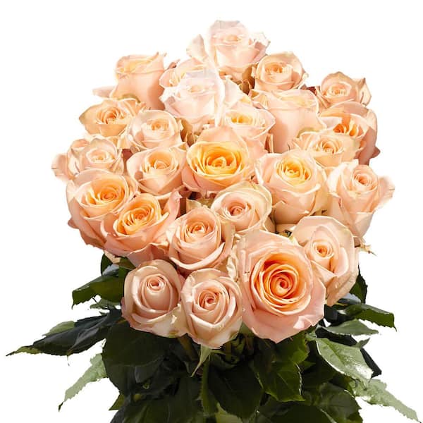 Globalrose 2-Dozen Peach Roses- Fresh Flower Delivery