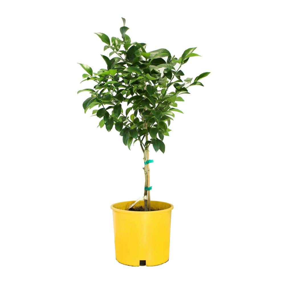Container Meyer Lemon Evergreen Tree