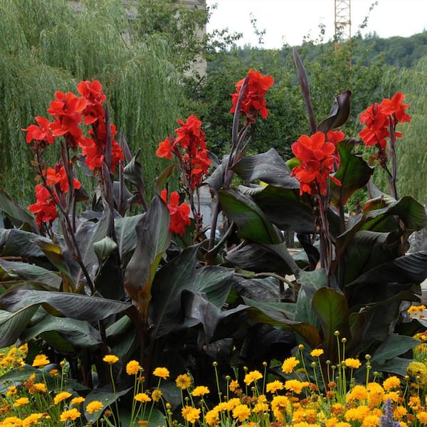 Van Zyverden Cannas Giant Black Knight Quantity Landscape Saver 144 Bulbs
