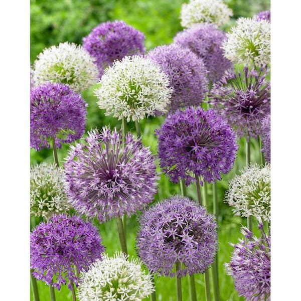 Bloomsz Allium Mixed Bulbs (10-Pack)