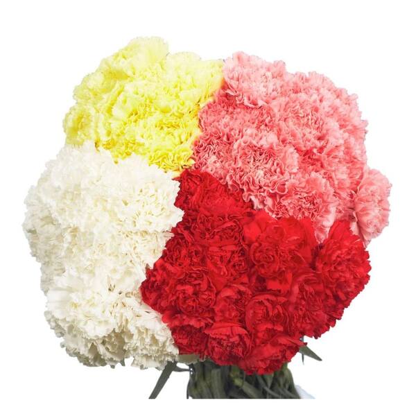 Globalrose Fresh Carnations - Mother's Day Flowers (100 Stems)