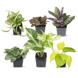 Green Easy to Grow Houseplants in Containers(6-Pack)