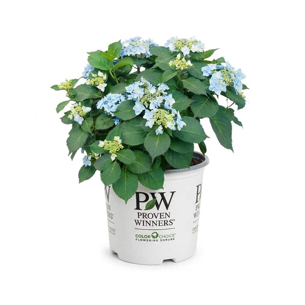 Hydrangea4936　1001 Hydrangea Square Diamond Art Kit by Make Market® | Michaels