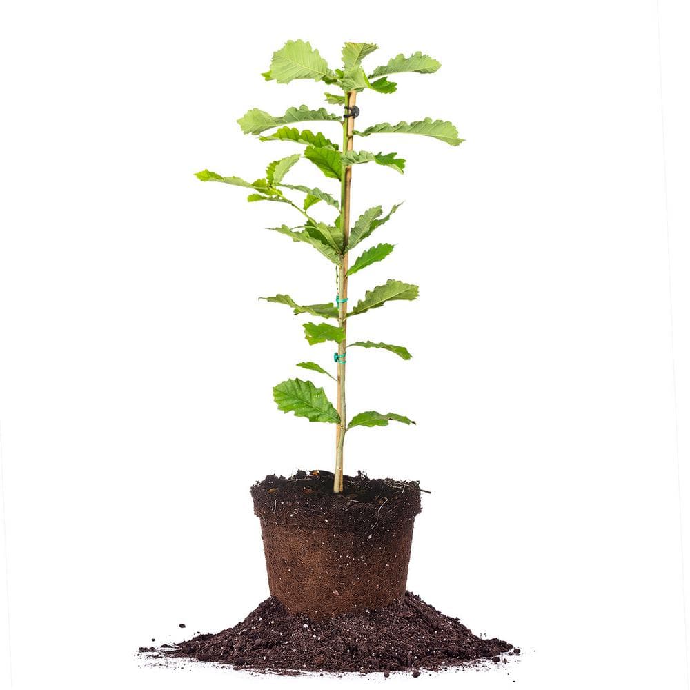 Perfect Plants Swamp Chestnut Oak Tree in 1 Gal. a Grower's Pot, Large ...
