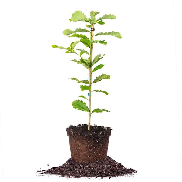 Perfect Plants Swamp Chestnut Oak Tree 4-5ft. Tall in Grower's Pot, Acorns Attract Deer