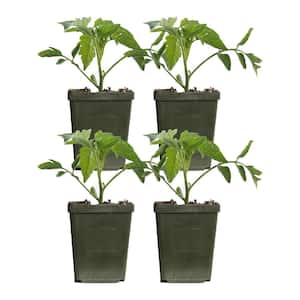 4 in. Celebrity Red Tomato Plant (4-Pack)