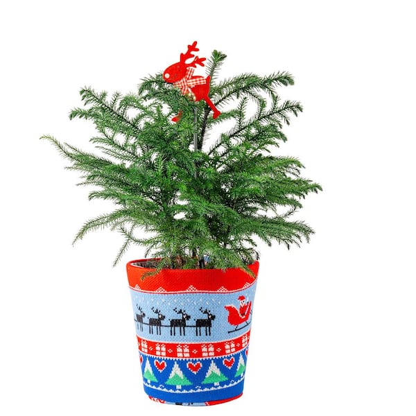 Costa Farms Norfolk Island Pine Indoor Plant in 6 in. Ugly Sweater Decor Pot, Avg. Shipping Height 1-2 ft. Tall