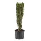 7 Gal. Holly Sky Pencil Shrub with Dark Green Foliage
