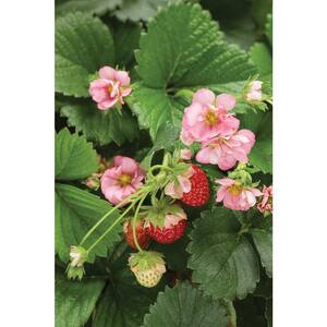 4.25 in. Eco+Grande, Berried Treasure Pink Strawberry (Fragaria) Live Plant, Pink Flowers, Red Strawberries (4-Pack)