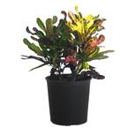 Croton Mammy Live Indoor Codiaeum Variegatum Plant Shipped in 9.25 in. Grower Pot 20 in. to 26 in. Tall