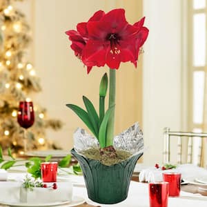 Gardens Alive! 6 in. Pot Miracle Red Flowering Amaryllis