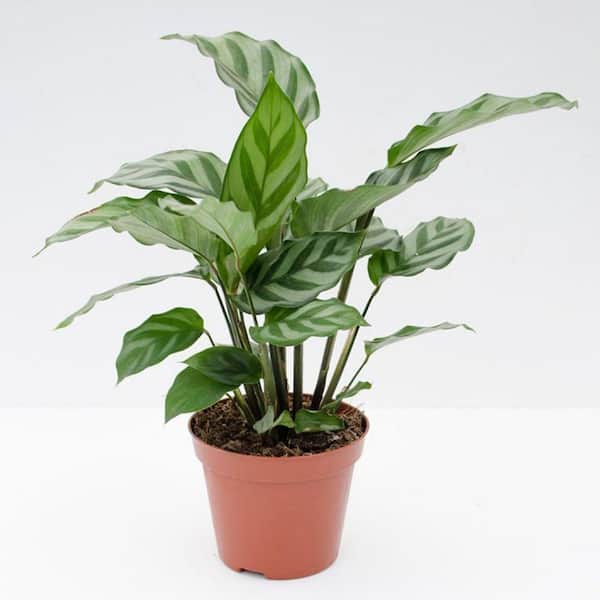 Wekiva Foliage Calathea Freddie-5 Live Plants in 4 in. Growers Pots-Calathea  Concinna Freddie-Houseplants from the Nursery CalFred4x1 - The Home Depot