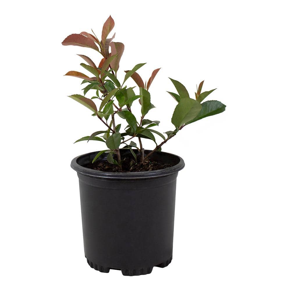 Red Robin Photinia White Flowering Shrub in 6-Inch Planter