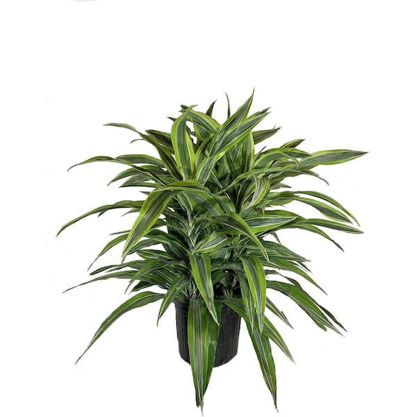 Wekiva Foliage Dracaena Lemon Lime-Live Plant in an 10 Inch Growers Pot-Dracaena Warneckii Lemon Lime'-Air Purifying Houseplant