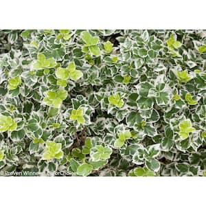 1 Gal. White Album Wintercreeper (Euonymus) Live Shrub, Green and White Foliage